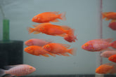 Pink Super Red Peacock African Cichlid Size 4”